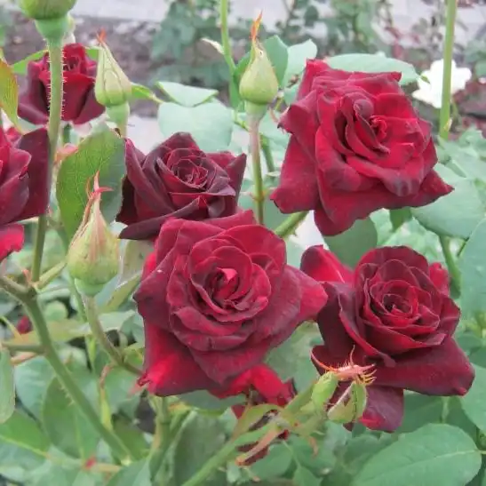 Trandafiri hibrizi Tea - Trandafiri - Black Baccara® - 
